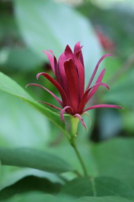 Calycanthus floridus - sazaník květnatý - květ4